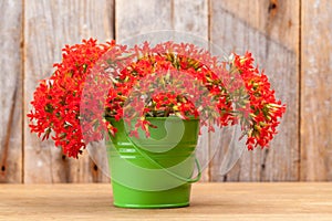 A bouquet of red flowers Kalanchoe