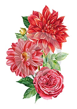 Bouquet of red flowers, rose, dahlias on an isolated white background, watercolor botanical painting, flora design