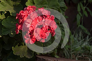 Bouquet of red geranium, also known as malvon.