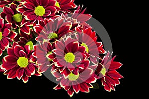 Bouquet of red gerberas on a black background.