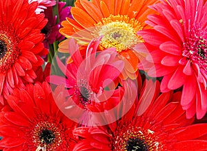 Bouquet of Red and Orange Gerbera Daisies