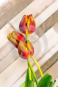A bouquet of red-orange tulip flowers on a light striped background arranged diagonally. Congratulations