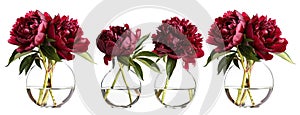 a bouquet of red peonies arranged in a glass vase, isolated against a pristine white background, offering various angles