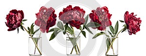 a bouquet of red peonies arranged in a glass vase, isolated against a pristine white background, offering various angles