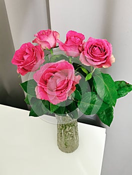 A bouquet of red-pink roses on a white table on a gray background. Bouquet in a cozy atmosphere at home.