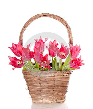 Bouquet red pink tulips
