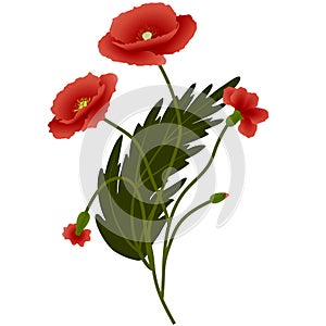 Bouquet red poppies