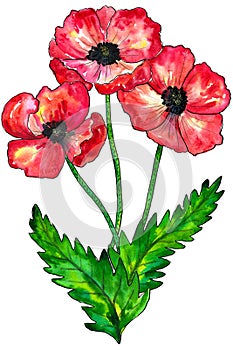 Bouquet of red poppies. Colorful flowers. Watercolor hand drawn illustration isolated on white background