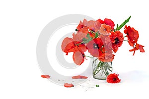 Bouquet of red poppies  corn poppy, corn rose, field poppy, red weed, coquelicot  in small vase on white background with space