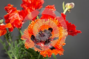 Bouquet of red poppies. Gray background. Big poppy opened petals. Close-up with selective focus. Bouquet of seasonal