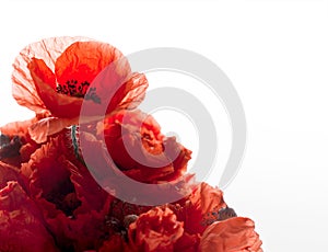 Bouquet of red poppies isolated on white background with empty space