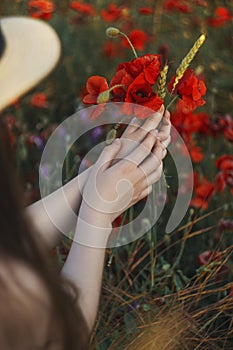 A bouquet of red poppy in the hands of a girl. Walk on the poppy field. Woman walking on a poppy field at sunset with a bouquet of