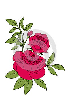 Bouquet of red rose, vintage flower style vector illustration