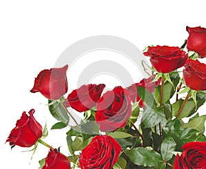 Bouquet of red roses for a beloved woman on a white background with green leaves