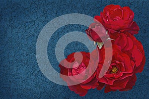 bouquet of red roses on blue background