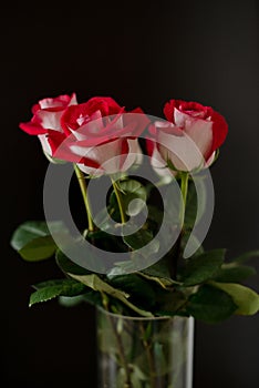 Bouquet of red roses on a dark background
