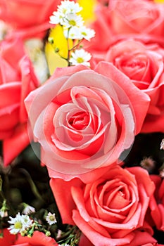 Bouquet of red roses flowers and white flowers background