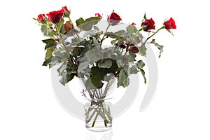 Bouquet of red roses in glass vase over white