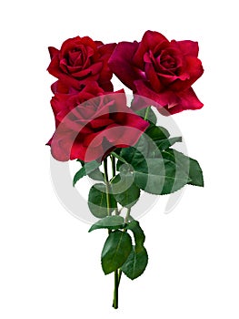 bouquet of red roses with green foliage