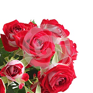 Bouquet of red roses isolated on white background