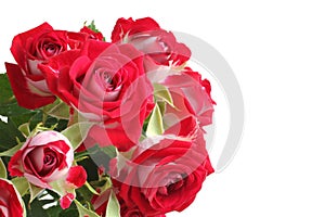 Bouquet of red roses isolated on white background. Closeup