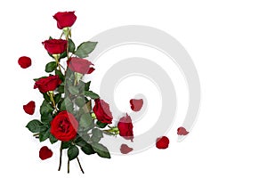 Bouquet of red roses and petals on a white background with space for text. Top view, flat lay. Valentines Day decoration