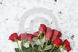 Bouquet of red roses in the snow