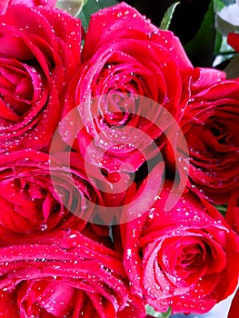 Bouquet of red roses in water drops