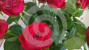 Bouquet of red roses with water drops while watering close-up