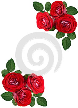 A bouquet of red roses on a white background. Isolated