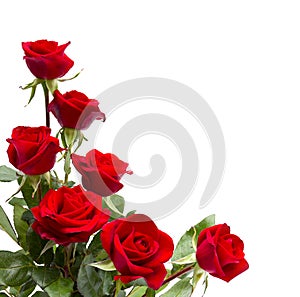 Bouquet red roses on white background with space for text