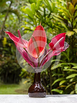 Bouquet of red tropical flowers Anthurium or Flamingo flower in ceramic vase stands in garden. Island Bali, Indonesia .