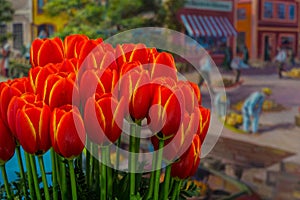 Bouquet of Red Tulips Close-up