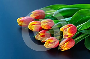 Bouquet of red tulips on a dark blue background with space for text. Spring easter card. Woman day concept