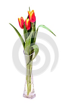 Bouquet of red tulips in glass vase closeup on white background