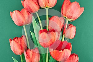 Bouquet of red tulips on a green background. Spring flowers.