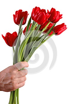 Bouquet of red tulips in a hand