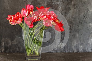 bouquet of red tulips in a transparent vase on a dark background