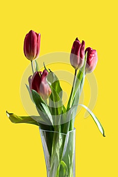 Bouquet of red tulips in a vase on a yellow isolated background