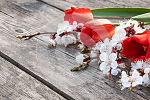 A bouquet of red tulips and white flowers on a background of wooden, old boards. Place for text. The concept of spring has come