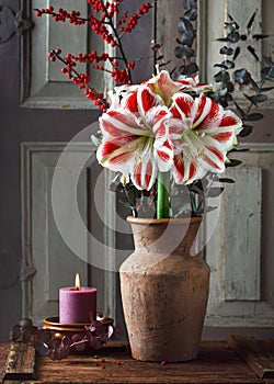 Bouquet with red, white Amaryllis flower, eucalyptus and red holly berry branches in a ceramic vase.