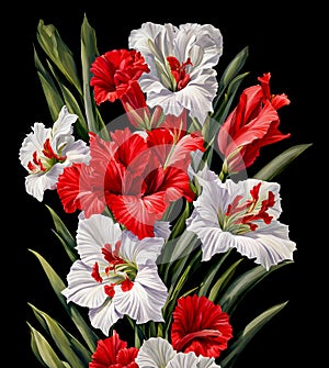 Bouquet of red and white gladioli on black background photo