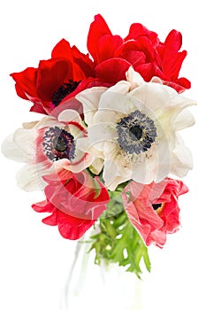 Bouquet of red, white and pink anemone flowers
