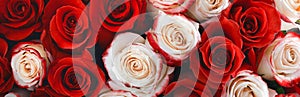 Bouquet of red and white roses. Background and texture. Panorama.