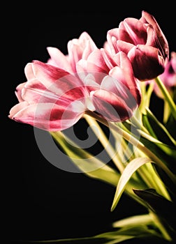 Red-white tulips on the black background