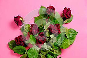 Bouquet of red wilted roses on a pink background