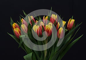 bouquet of red-yellow tulips on a dark background 7