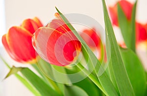 A bouquet of red yellow tulips in a vase on table at sunny spring day on bright flower background