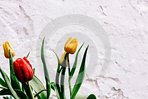 Bouquet of red, yellow and white tulips in drops of water on a background of white textured wall