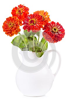 Bouquet of red zinnia flowers